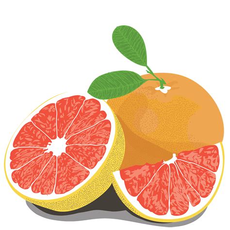 Grapefruit Drawing At Explore Collection Of