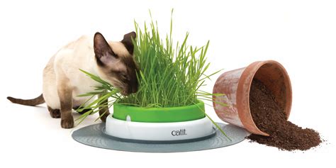 Grow your own cat grass kits, just add water. Senses 2.0 Grass Planter - Grow Your Own Cat Grass - Catit UK
