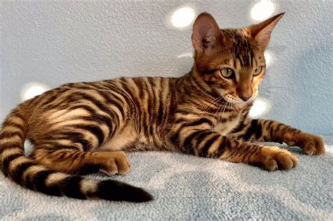 Toyger Cat Personality And Behavior Pettime