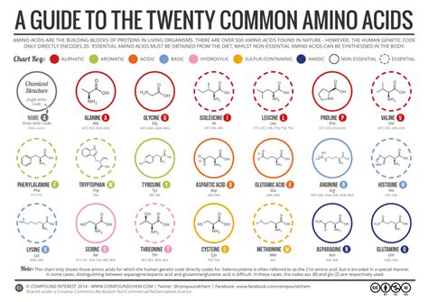 The Amino Acids Diagram Quizlet