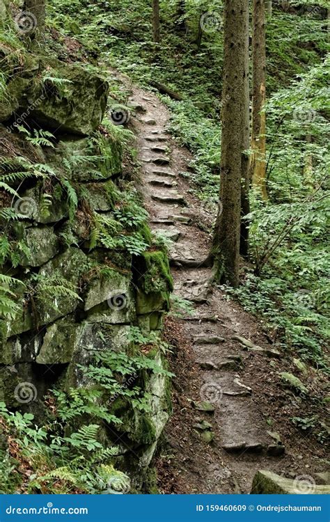 Steep Path With Stone Steps In The Woods Stock Image Image Of