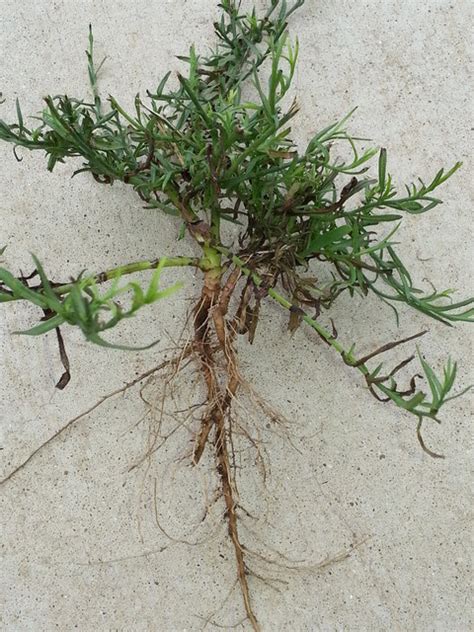 What You Need To Know About Winter Weeds And How To Get Rid Of Them Highland Village Lawn Care
