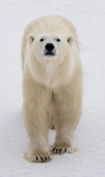 One Polar Bear — Stock Photo © Gudkovandrey 87188842