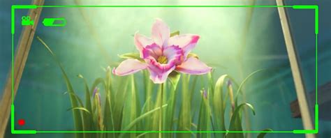 A Pink Flower Sitting In The Middle Of Some Tall Grass With Green Border Around It