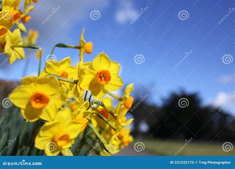 Australian Daffodil Flowers Against Cloudy Blue Sky Stock Image Image