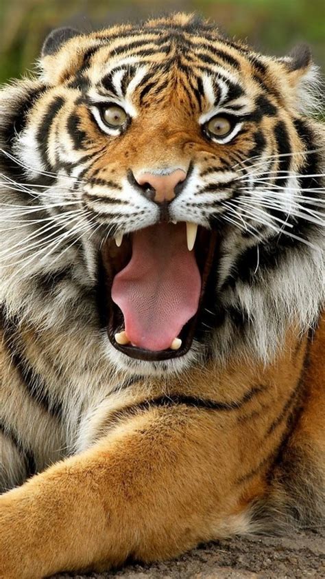 Ferocious Tiger Best Htc One Wallpapers Free And Easy To Download