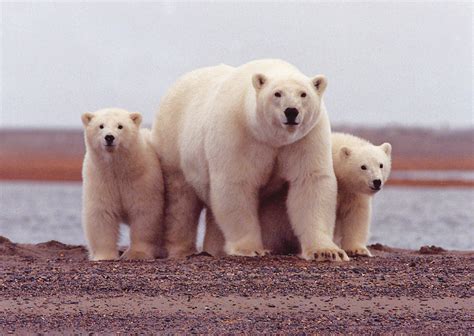 Polar Bear Female With Cubs Along The Beaufort Sea Flickr