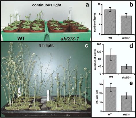 A E Flower Induction And Rosette Development Of The Arabidopsis