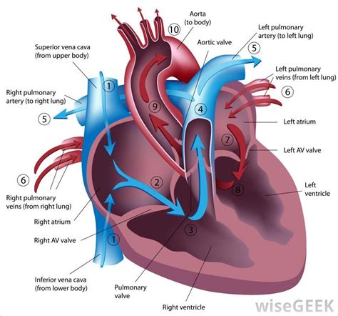 Mammals Have Four Chambered Heart - Pets Lovers