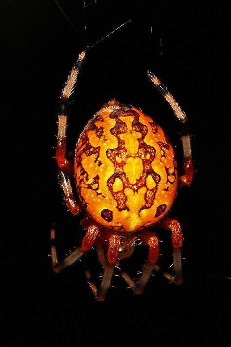 Female Marbled Orb Weavers Are Sometimes Called Pumpkin Spiders After