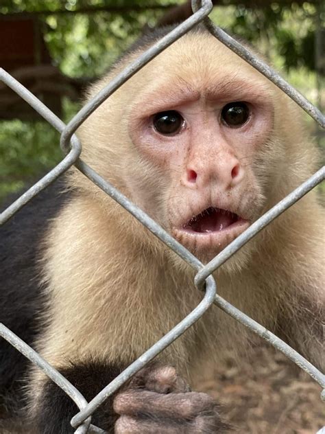 El Mono Cara Blanca Y Su Rescate Santuario Natuwa Costa Rica