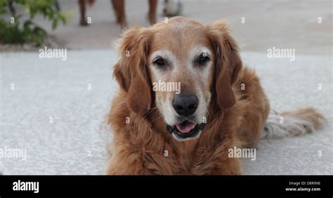 Male Senior Golden Retriever Looking Directly Into The Camera Stock