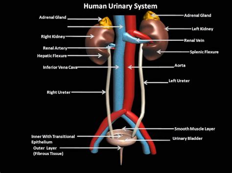 Manash Subhaditya Edusoft Urinary System Filter System