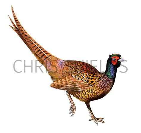 Common Pheasant Phasianus Colchicus Bd0289 Illustration Bird Illustrations By Chris Shields