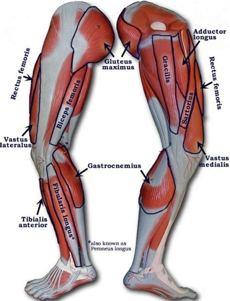 Human Anatomy Leg Tendons Koibana Info Leg Muscles Diagram Muscle Diagram Muscle Anatomy