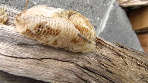 Praying Mantis Eggs Hatching Youtube