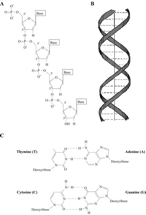 In this article, learn how useful backbone can be for creating. The structure of DNA. A) Chemical composition of the sugar ...
