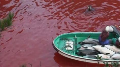 Dolphins Slaughtered In Taiji As Protests Grow