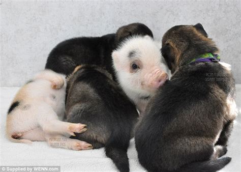 Register to receive the daily deals at www.pigandpuppy.com save up to 70% off. Will you be my friend?: Meet the mini piglets and puppies who are happy to muck in together for ...