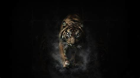Tiger Desktop Wallpapers Top Free Tiger Desktop Backgrounds