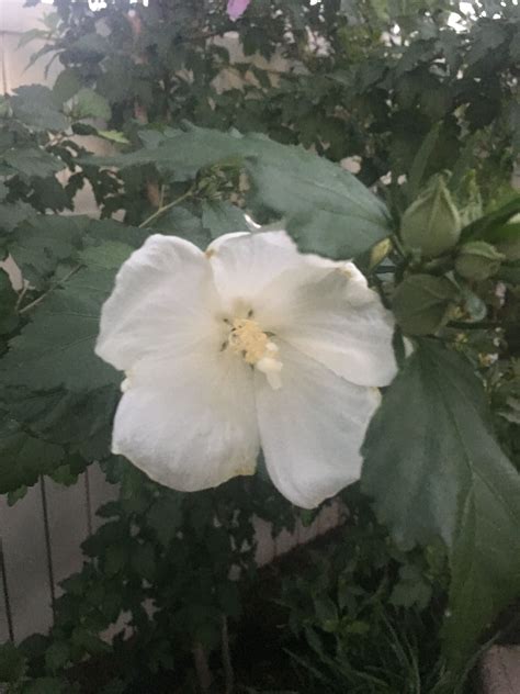 A Pure White Rose Of Sharon Shrub Blooming In My Garden Flower