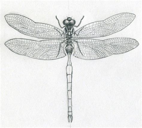 Dragonfly Drawings