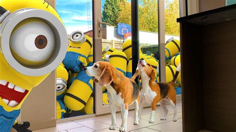 Dog Pranked By Minion Dave And Stuart Funny Beagle Dog Louie Youtube