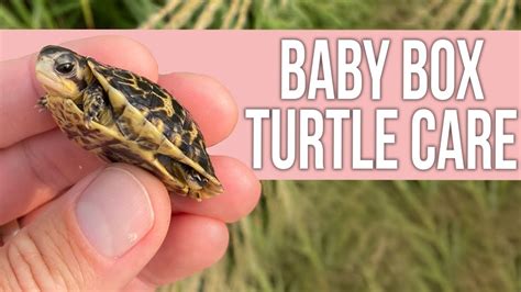 Baby Box Turtle Care