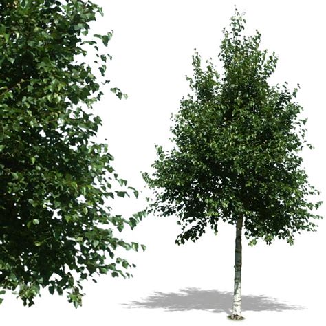 14 Psd Trees For Rendering Images Architectural Rendering Trees