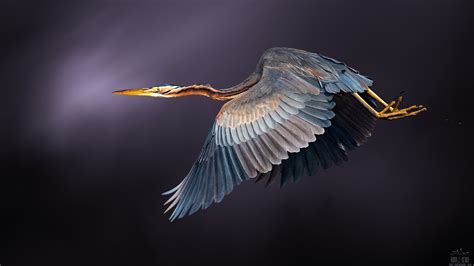Birds Great Blue Heron Elegance In Flight North America Wallpaper Hd