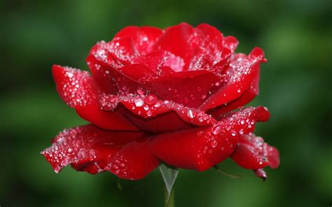 Download Red Rose Water Drop Flower Nature Rose Hd Wallpaper