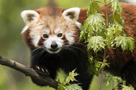 Größeres Gehege Und Neuer Partner Für Panda Weibchen Redaktion
