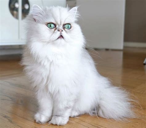 Meet The Alien Cats Of Instagram The Googly Eyed Pusses Taking The