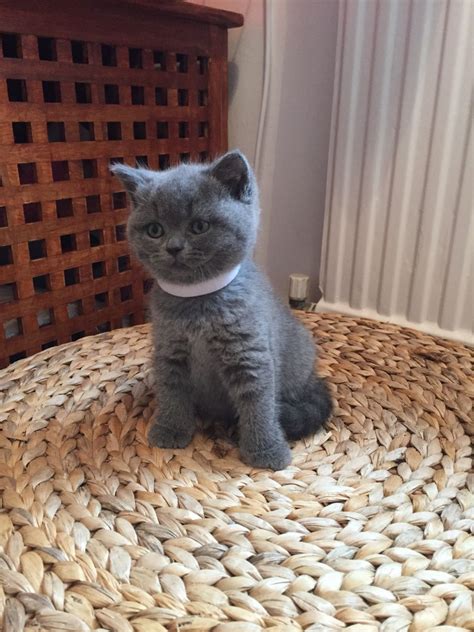Pedigree British Shorthair Kittens Gccf Registered Maidstone Kent Pets4homes