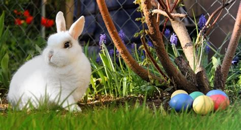 Easter Bunny Origin And Meaning Real History Rabbit Care Blog