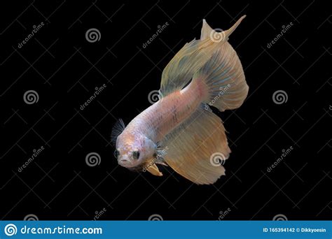 Siamese Fighting Fish Inblack Background Stock Photo Image Of Fish