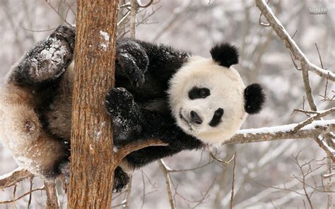 Panda Bear Wallpapers - Wallpaper Cave Cool collections of panda hd wallpaper for desktop, laptop and mobiles.