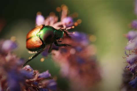 Wallpaper Animals Flowers Nature Branch Green Wildlife Pollen