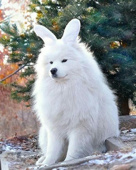 15 Funny Pictures Explaining Why We Love Samoyed Dogs So Much Petpress