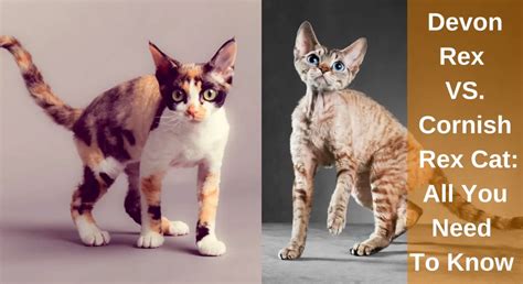 Differences Between Devon Rex And Cornish Rex Cat All You Need To Know