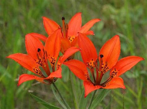 Provincial Flower Of Saskatchewan The Wild Red Lily A Species
