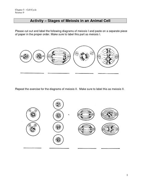 15 Best Images Of Phases Of Meiosis Worksheet Meiosis Stages