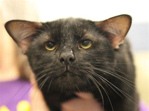 4 Eared Cat Named Batman Finds A Forever Home In