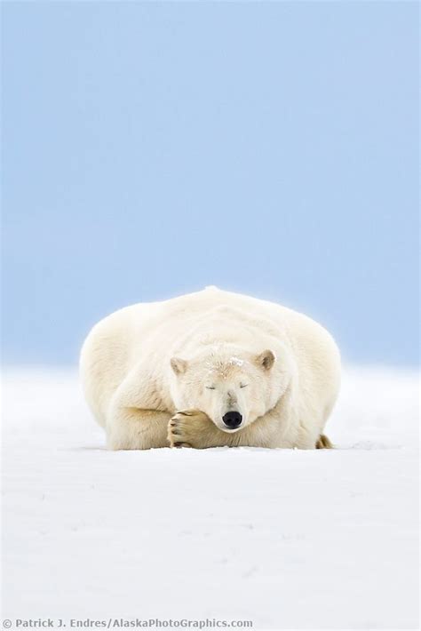 Polar Bear Sleeping In Alaskas Arctic Polar Bear Cute Animals