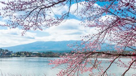 Cherry Blossoms Trees And Nice Scenery Of Mount Fuji At