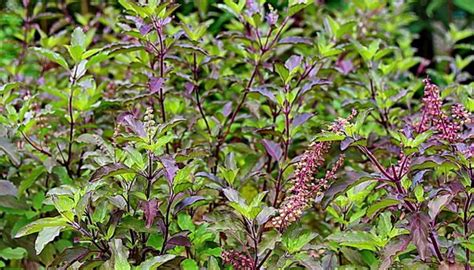 Tulsi The Indian Holy Power Plant Queen Of Herbs Healthyliving