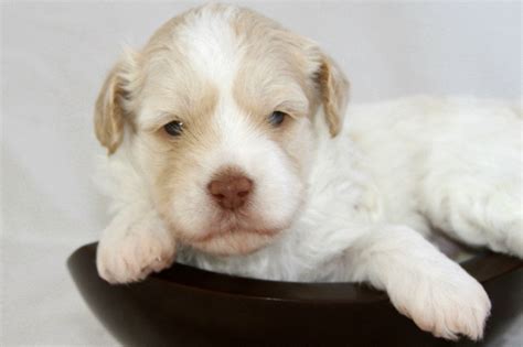 My puppy! Her eyes newly open, she'll be ready to come home on the 22nd of Oct! | Newborn