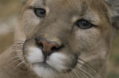 A Mountain Lion Or Puma Puma Concolor Photograph By Joel Sartore