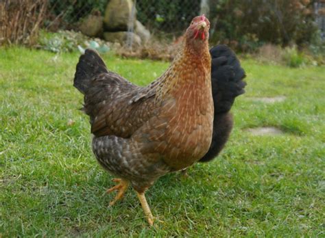Bielefelder kennhuhn (48) brahma huhn (157) brakel huhn (3) cemani huhn (9) cochin huhn (58) deutsches lachshuhn (22) dorking huhn (2) dresdner huhn (9) gauloise huhn (17) hamburger huhn (2) italiener huhn (26) jersey giant (19) ko shamo (14) legbar huhn (9) leghorn huhn (10) malaie huhn (4) marans huhn (87) mechelner huhn (26) new hampshire. Bielefelder Zwerg-Kennhuhn - Rassemerkmale & Eigenschaften