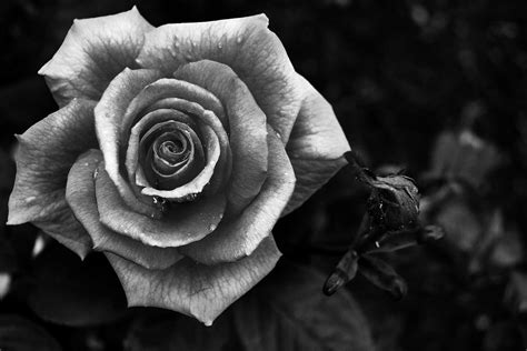 Black And White Lauras Project 365 Photography Blog White Rose